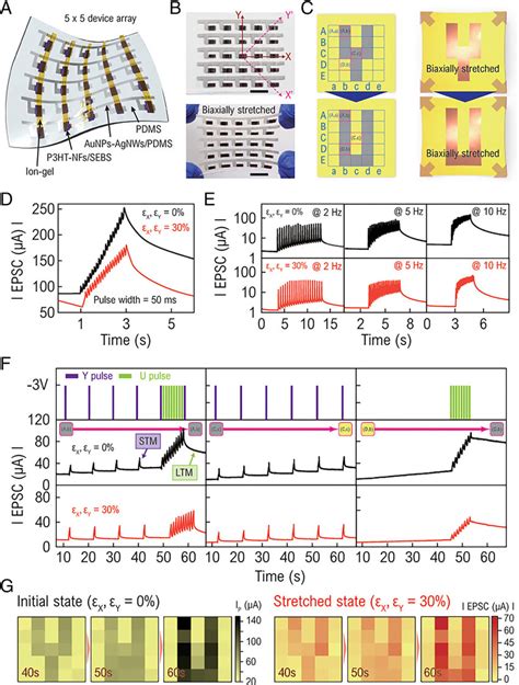 quantification of strains in biaxially tested soft tissues|A theoretically.